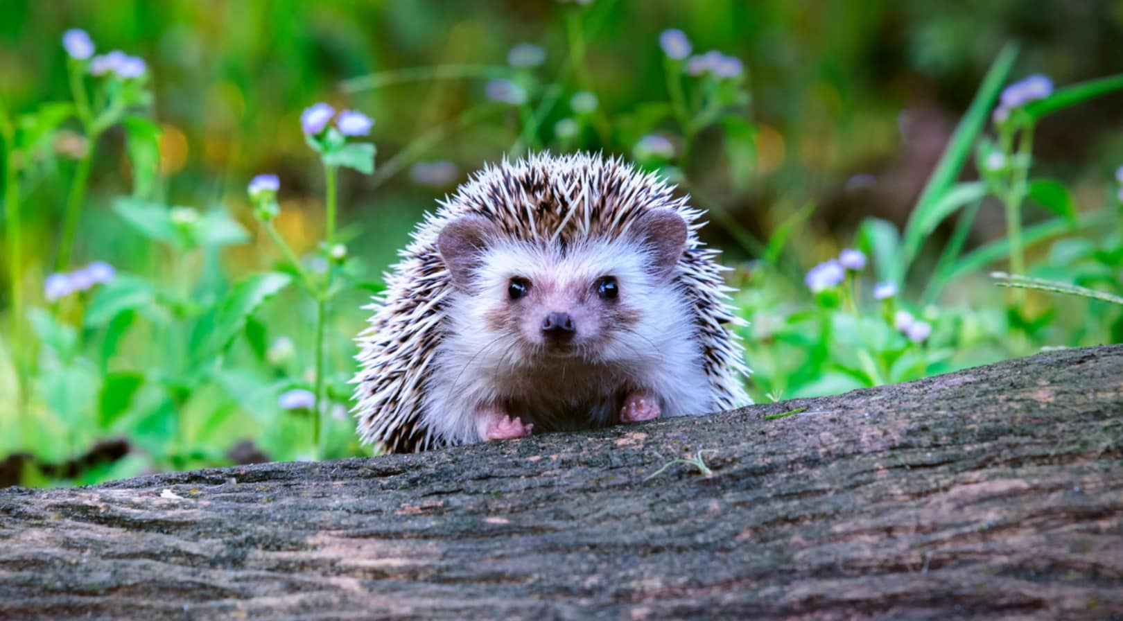 hedgehog featured image